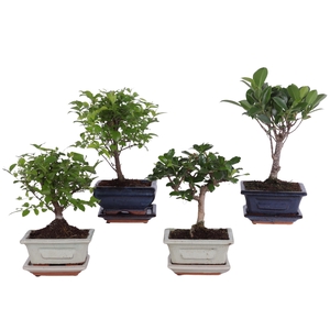 Bonsai Mixed in ø12cm Ceramic with Saucer