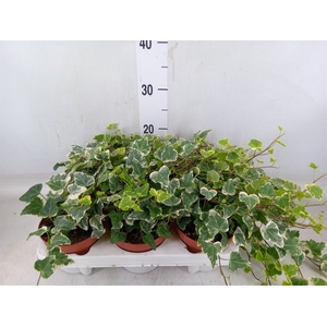 Hedera helix 'White Wonder'