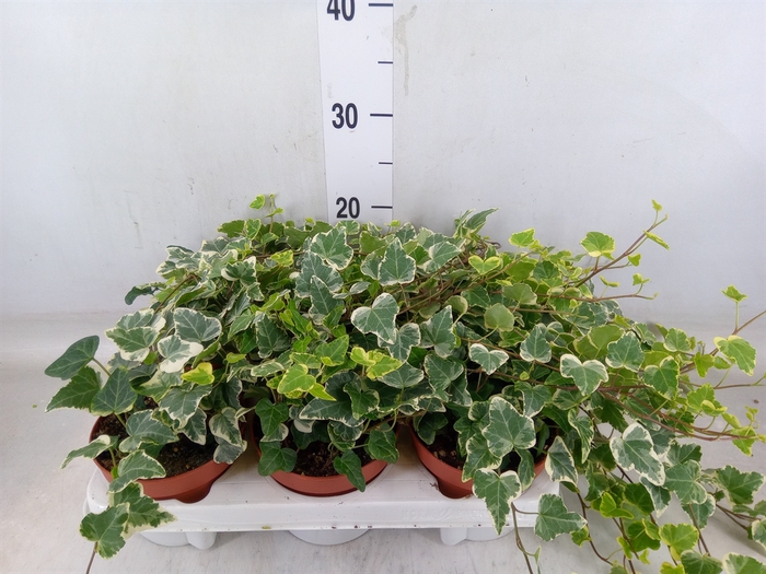 <h4>Hedera helix 'White Wonder'</h4>
