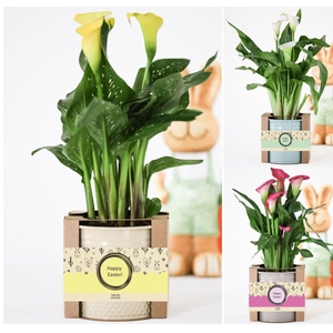 Zantedeschia mix in luxury P&PURE Easter gift box