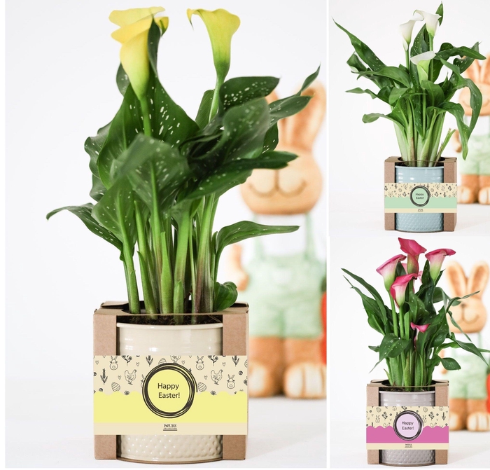 <h4>Zantedeschia mix in luxury P&PURE Easter gift box</h4>