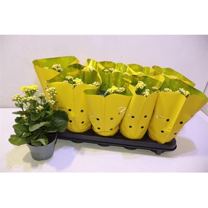 Kal Ge Perfecta Yell