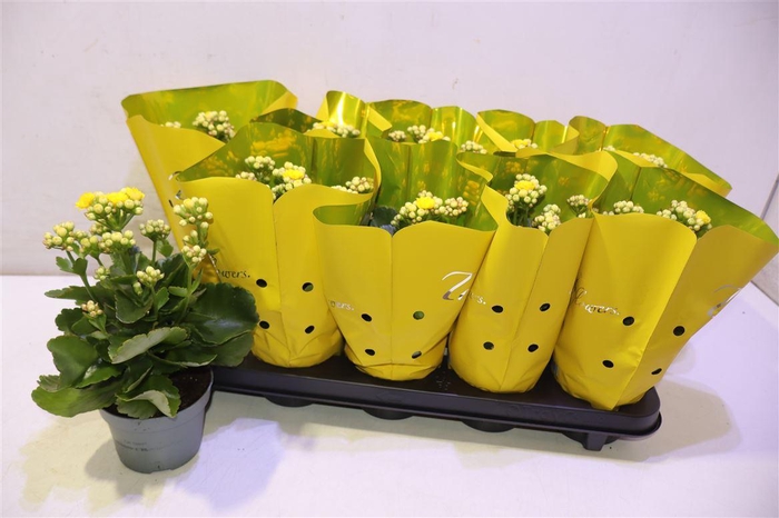 <h4>Kal Ge Perfecta Yell</h4>