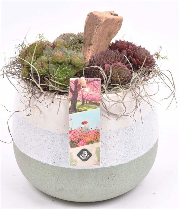 <h4>Keramiek pot wit/gr 14-15cm</h4>