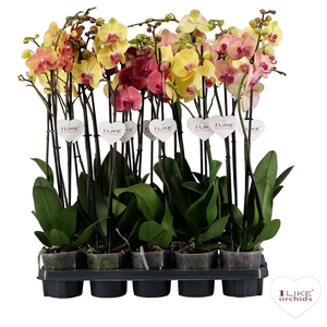 Phal Gemengd Geel - Oranje 2 Tak