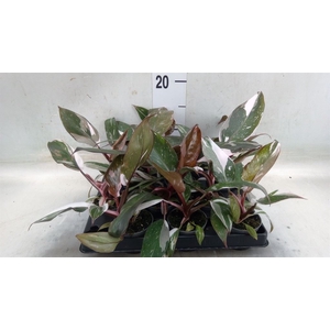 Philodendron   ...