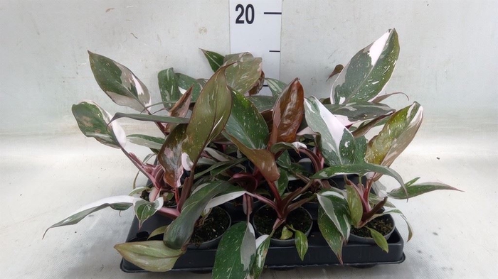 <h4>Philodendron   ...</h4>