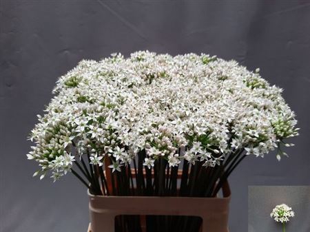 <h4>Allium Tuberosum</h4>