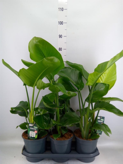 <h4>Strelitzia nicolai</h4>