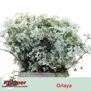 ORLAYA G WH FINCH BS