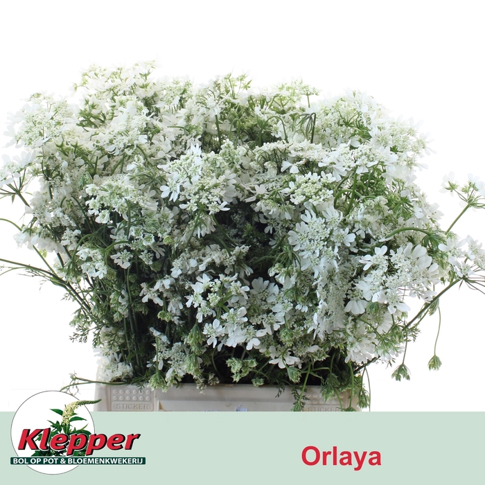<h4>ORLAYA G WH FINCH BS</h4>