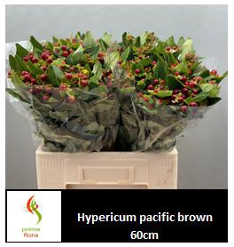 <h4>HYP PACIFIC BRONZE</h4>