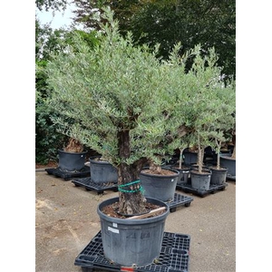 OLEA EUROPAEA