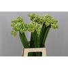 Ornithogalum Saundersiae