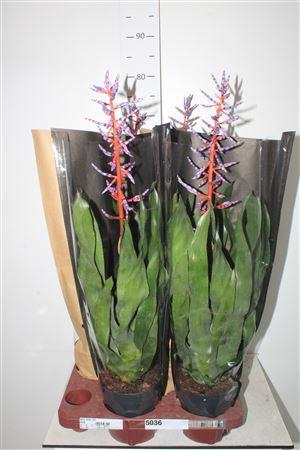 <h4>Aech Blue Rain</h4>