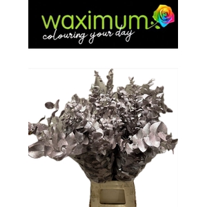 EUC CIN KLB P BOS H%