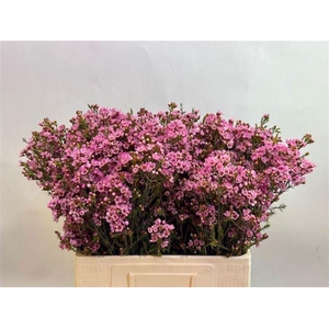 Chamelaucium Sarah's Delight