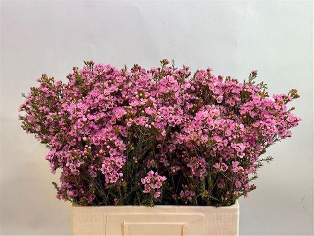 <h4>Chamelaucium Sarah's Delight</h4>