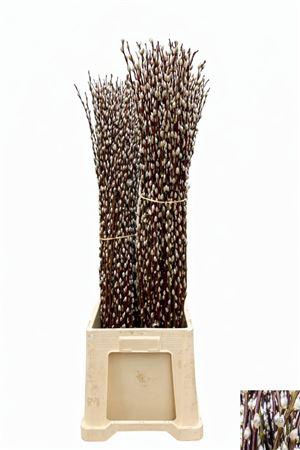 <h4>Salix Wilgenkatjes Very Nice!!</h4>