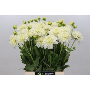DAHLIA POLAR ICE DAHLIA POLAR ICE