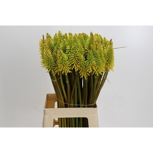 Kniphofia Eycone Yellow
