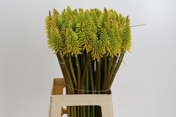 <h4>Kniphofia Eycone Yellow</h4>