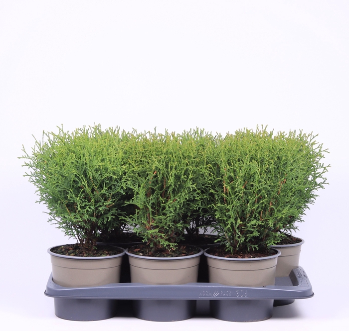 <h4>Thuja occidentalis 'Tiny Tim'</h4>