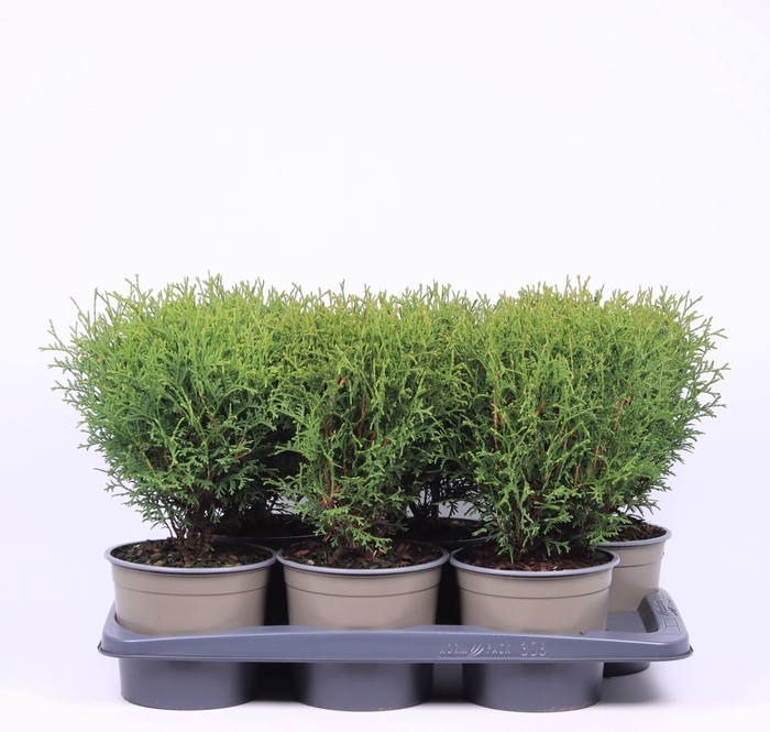 <h4>Thuja occidentalis 'Tiny Tim'</h4>