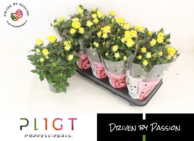 <h4>RO SUNFLARE KORDANA</h4>