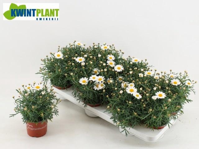 <h4>ARG LA RITA C WHITE</h4>