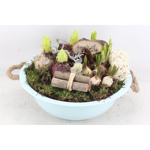 arr4 Bollenmix VL - Zink schaal l.bleu oor x2