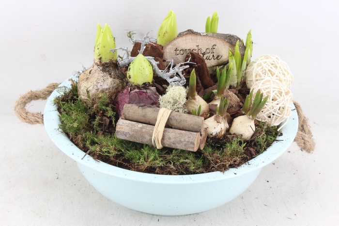 <h4>arr4 Bollenmix VL - Zink schaal l.bleu oor x2</h4>