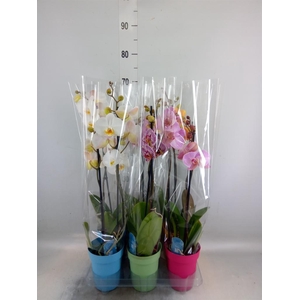Phalaenopsis   ...mix  5