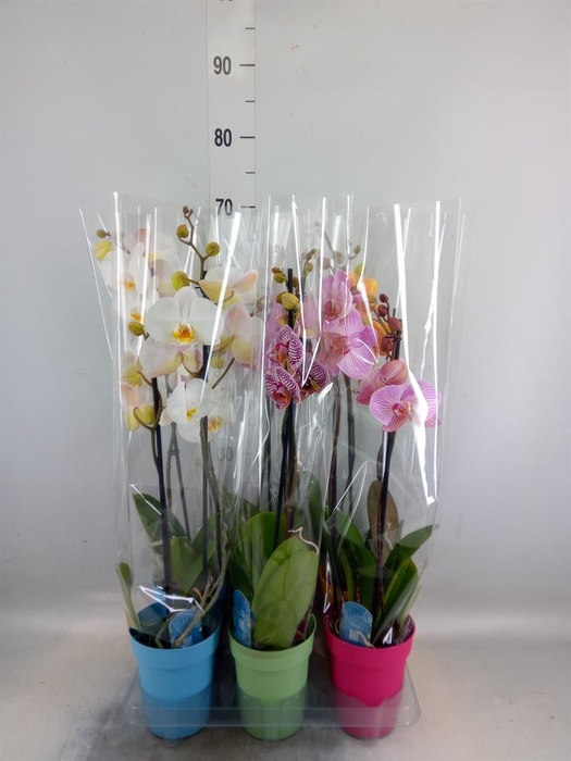 <h4>Phalaenopsis   ...mix  5</h4>