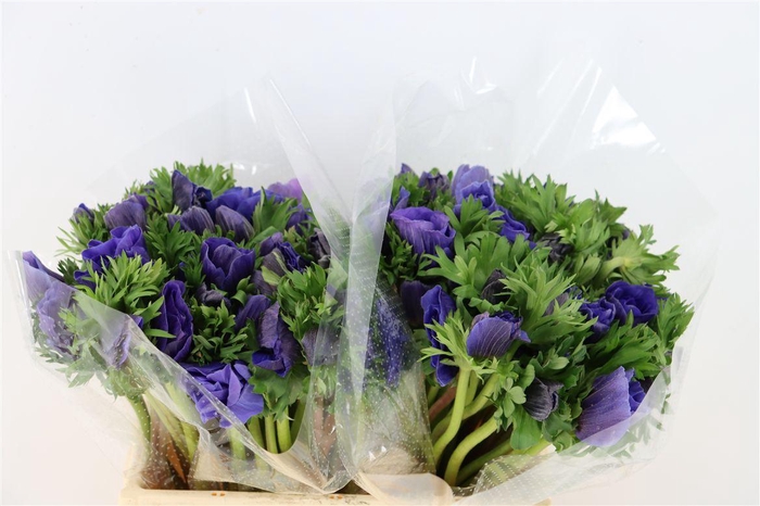 <h4>Anem Marianne Blue</h4>