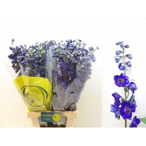 DELPH EN BLACK KNIGH