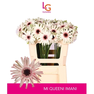 Germini Spider Queeni Imani Water x60