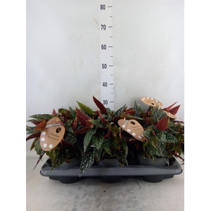 Begonia BD mac. 'Spotlight Green'