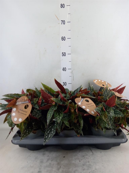 <h4>Begonia BD mac. 'Spotlight Green'</h4>