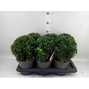 Euonymus japon. 'Green Spire'