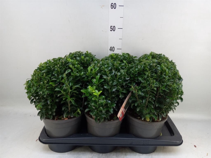 <h4>Euonymus japon. 'Green Spire'</h4>