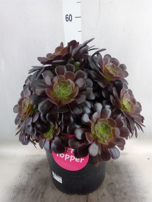 <h4>Aeonium arboreum 'Velours'</h4>