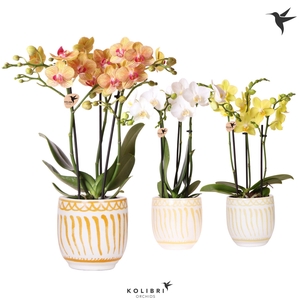 Kolibri Orchids Phalaenopsis mix 3 spike in Granada pot yellow