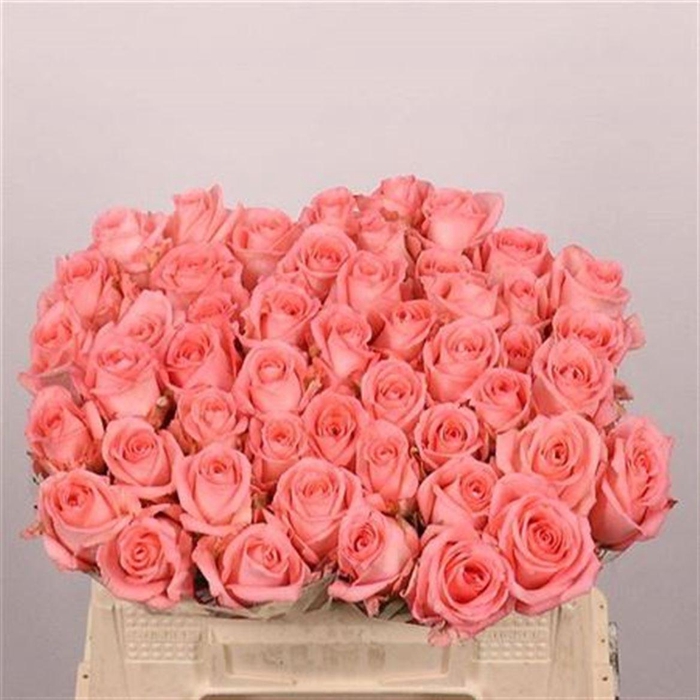 <h4>R Gr Unicorn</h4>