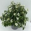 Viburnum plic. 'Watanabe' C12 60-100