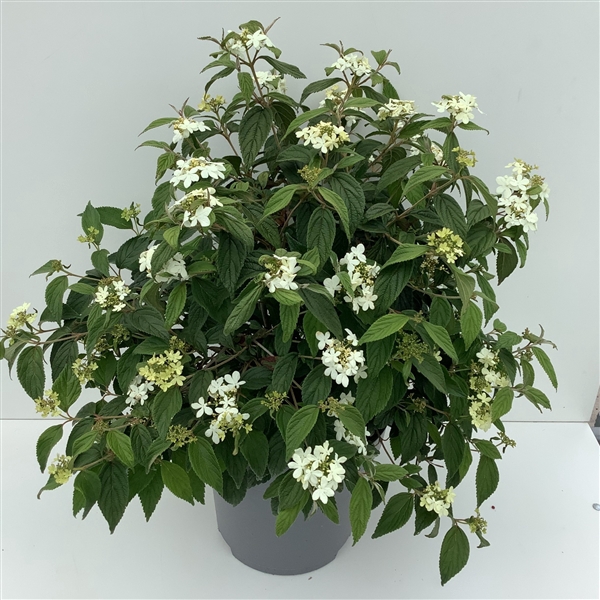 Viburnum plic. 'Watanabe' C12 60-100