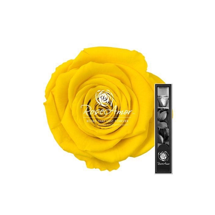 <h4>30cm Stem Yel02</h4>