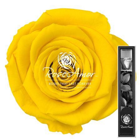 30cm Stem Yel02