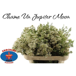 CHAME UN JUPITE MOON