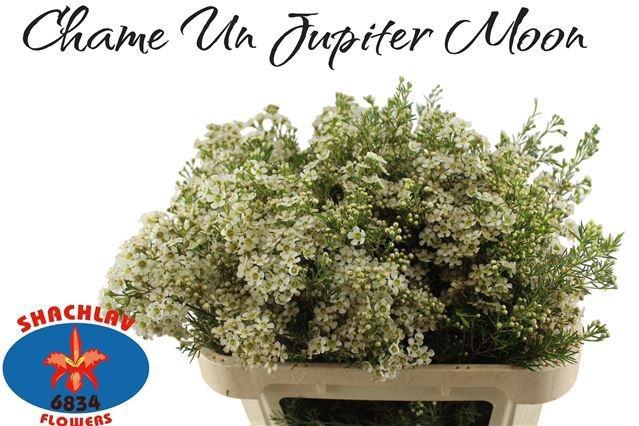 <h4>CHAME UN JUPITE MOON</h4>